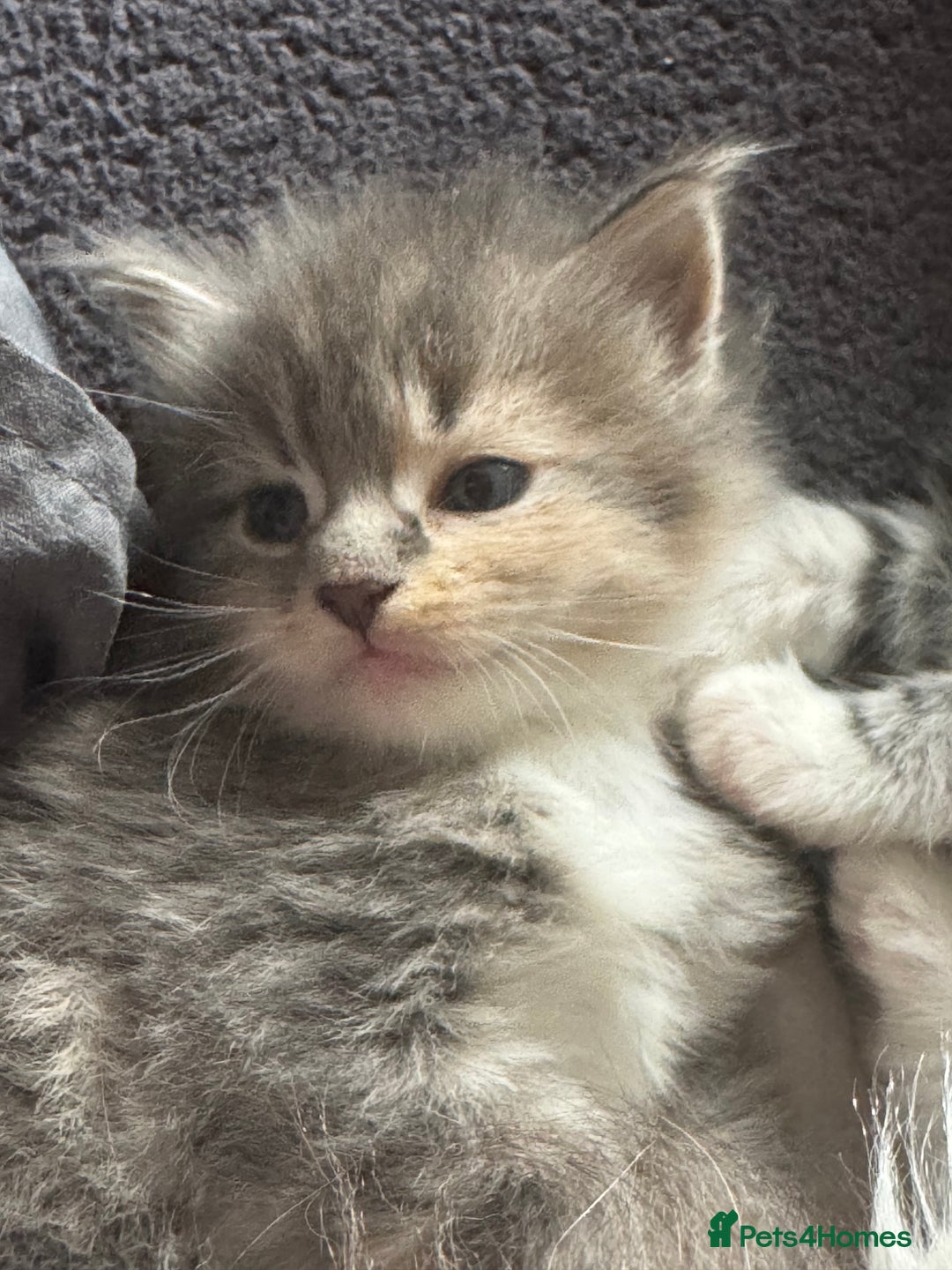Maine Coon cats for sale: Mainecoons x ragdoll - Image 14