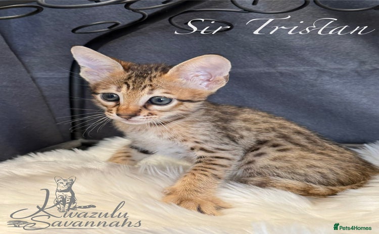 Savannah cats - Advert 1