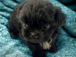 Shih Tzu dogs Shihtzu pups 5*breeder - Advert 10