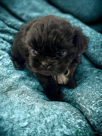 Shih Tzu dogs Shihtzu pups 5*breeder - Advert 2