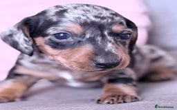 Miniature Dachshund dogs for sale: Beautiful unique babies  - Image 7