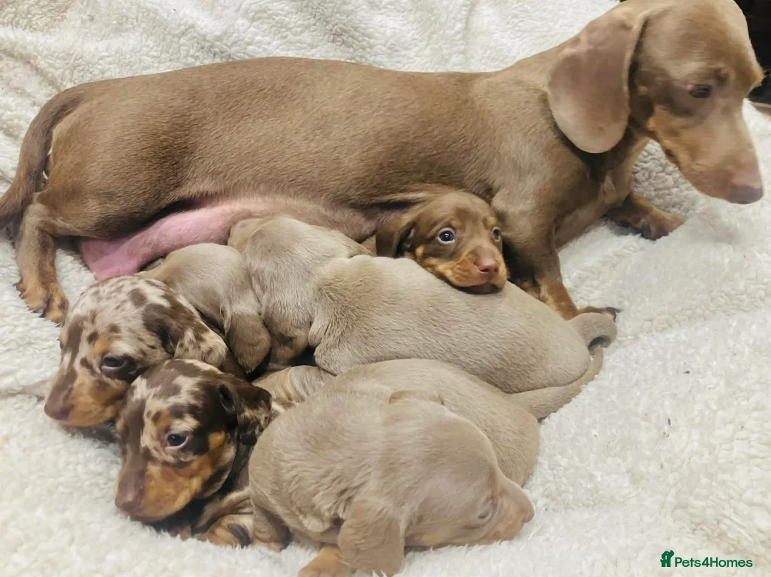 Miniature Dachshund dogs for sale: PRA Cord 1, DM, OI Clear Miniature Dachshund Pups - Advert 8