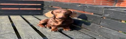 Dachshund dogs for sale: 2 Dachshund puppies for sale, ready to leave!  in Leeds - Advert 3