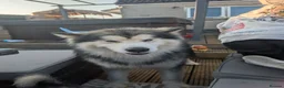 Alaskan Malamute dogs for sale: KC Reg Alaskan Malamute Puppies - Advert 2