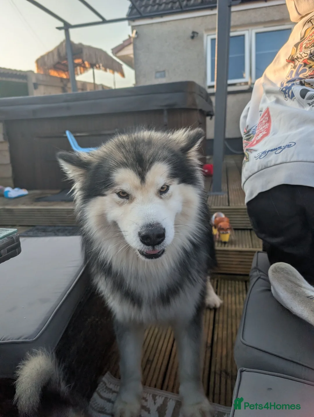 Alaskan Malamute dogs for sale: KC Reg Alaskan Malamute Puppies - Advert 2