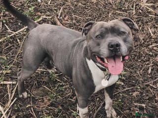 Staffordshire Bull Terrier dogs Geministaffs Socks KC stud in Halifax - Advert 11