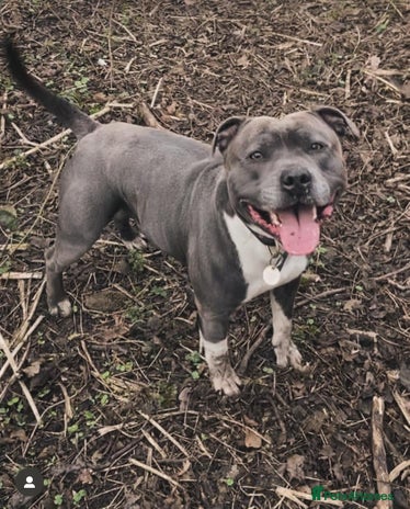 Staffordshire Bull Terrier dogs in Halifax - Advert 1