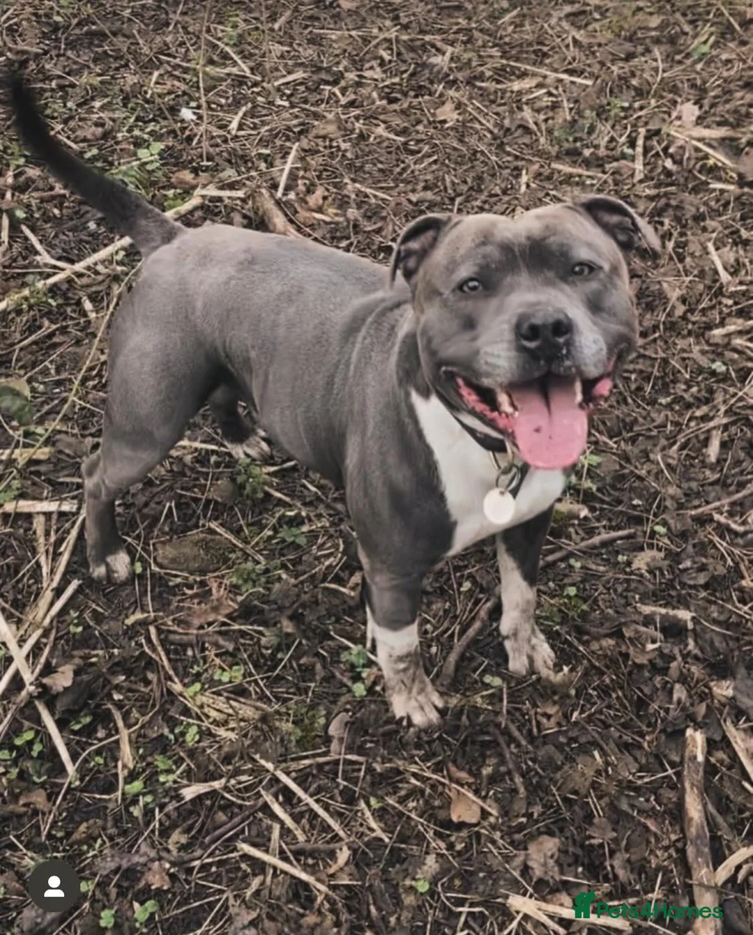 Staffordshire Bull Terrier dogs for stud: Geministaffs Socks KC stud in Halifax - Advert 1