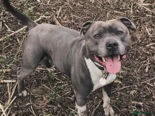 Staffordshire Bull Terrier dogs Geministaffs Socks KC stud in Halifax - Advert 6