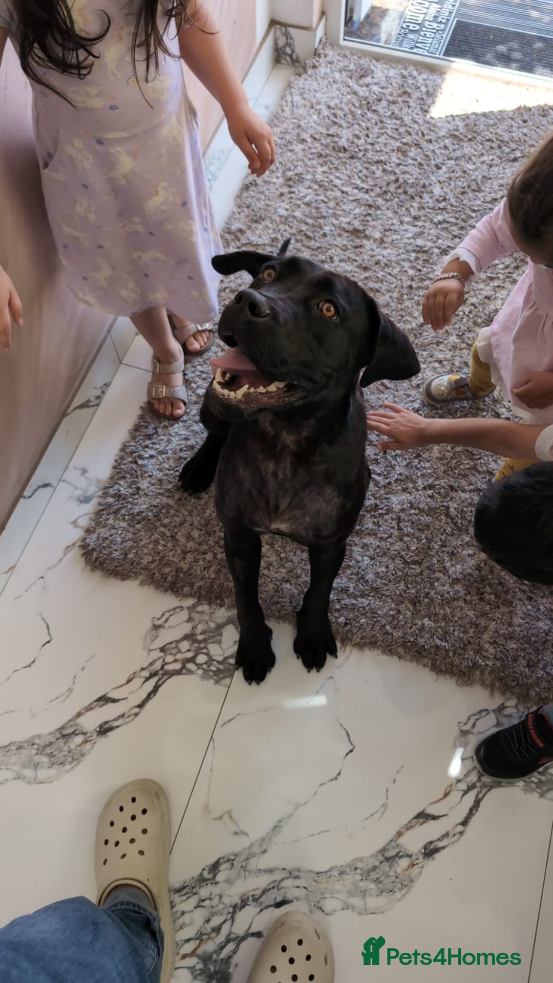 Boxer dogs for sale: 1 YEAR OLD CALM FEMALE BOXER  - Image 4