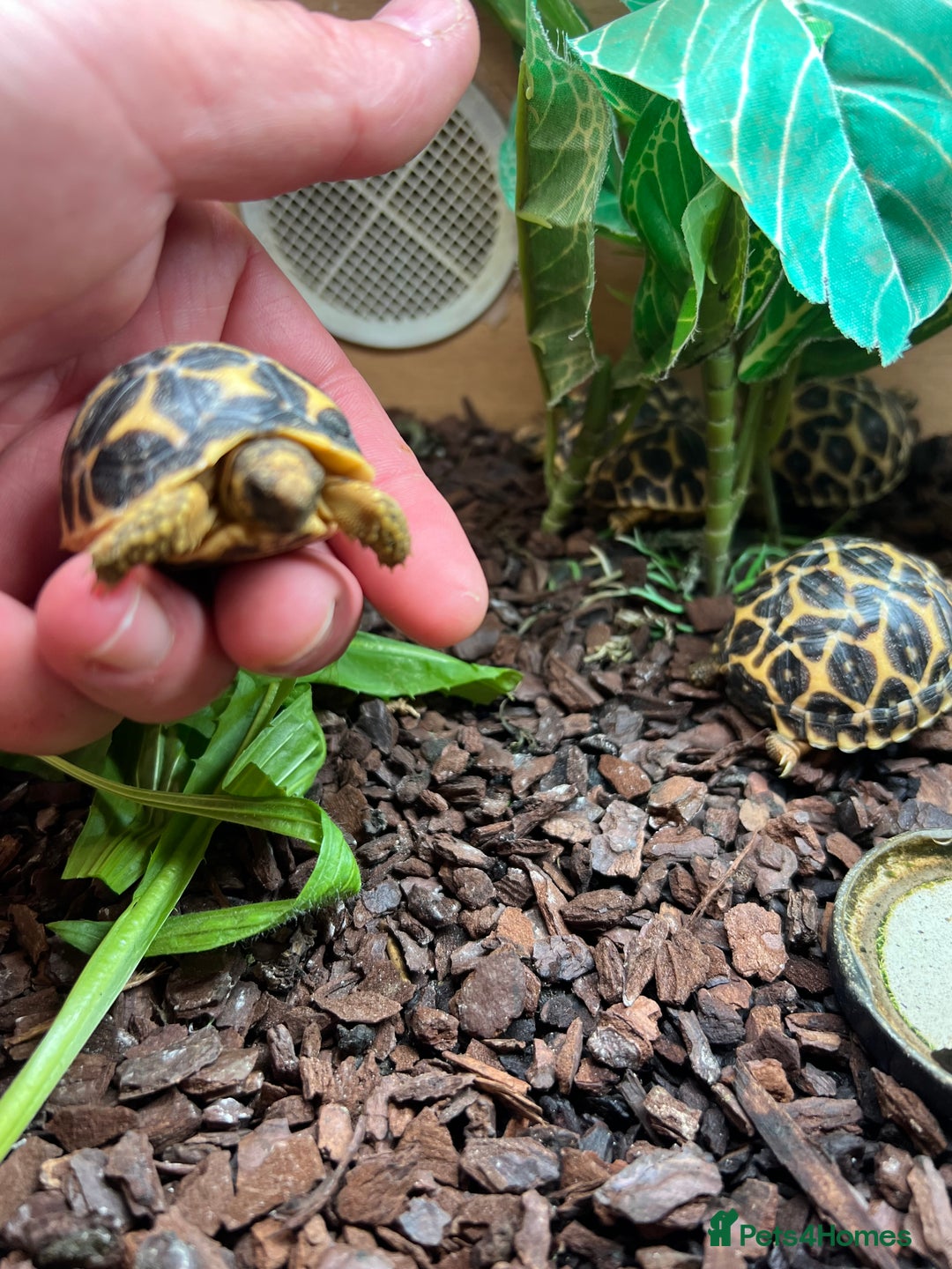 Tortoise reptiles for sale: Indian star tortoise  - Image 4