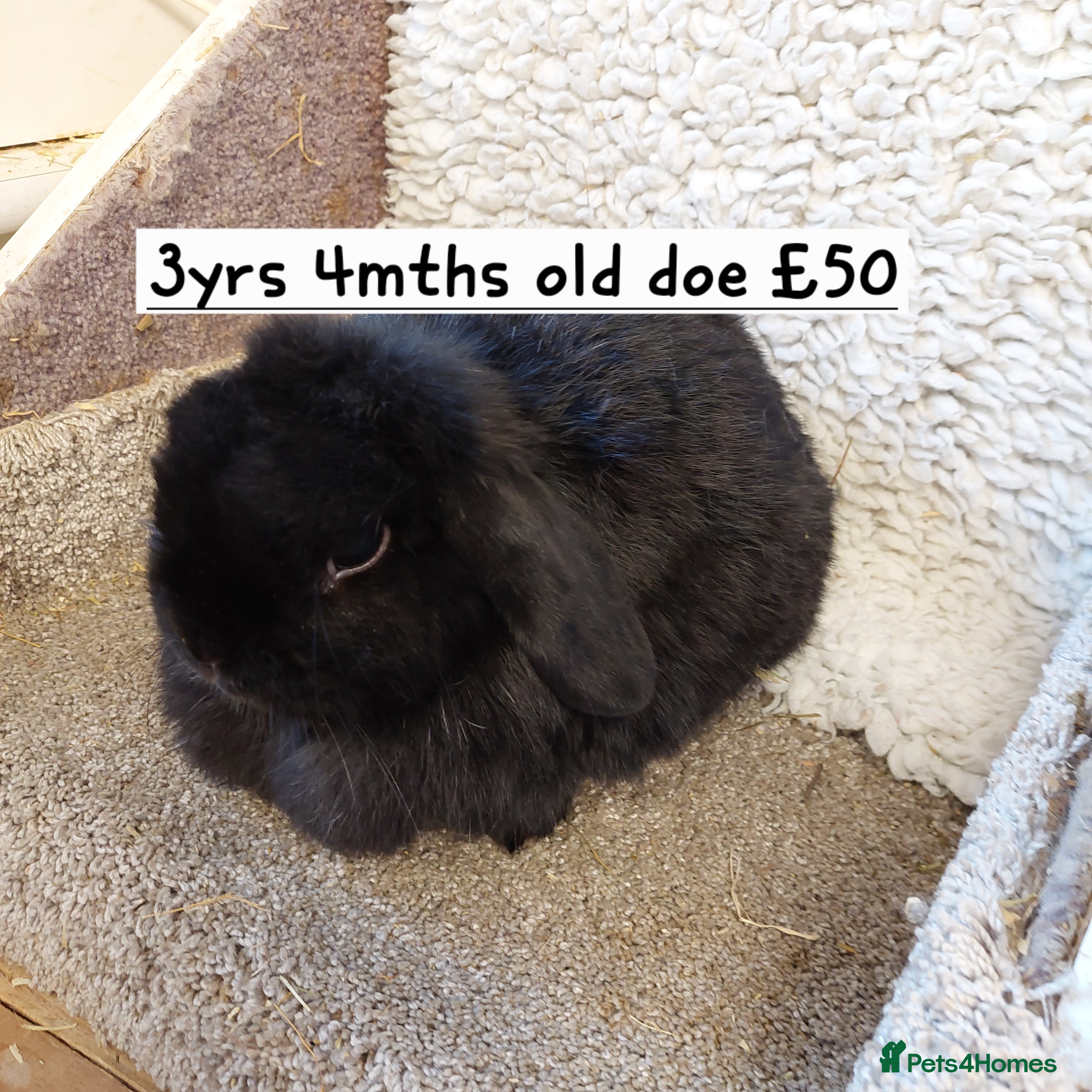 Mini Lop rabbits  Beautifull freindly minilop Does &bucks - Advert 8
