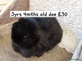 Mini Lop rabbits Beautifull freindly minilop Does &bucks - Advert 8