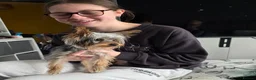 Yorkshire Terrier dogs for sale: Yorkshire terrier toy 6 months old female - Advert 3