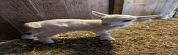 Goats livestock for sale: Beautiful pygmy nanny with two nanny kids   - Advert 7