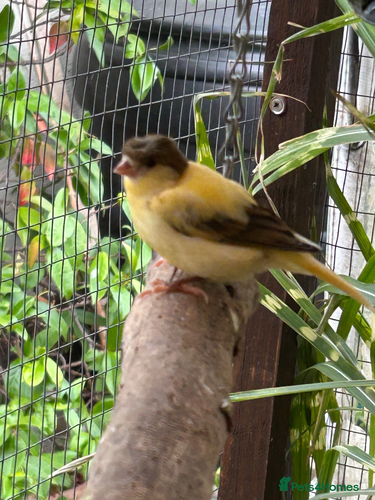 Canaries birds young aviary bred canaries for sale - Advert 16