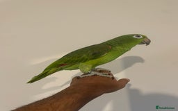 Parrots birds for sale: SILLY TAME HAND REARED BABY YELLOW CROWNED AMAZON - Advert 6