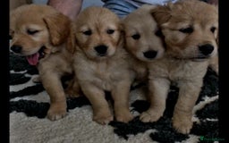 Golden Retriever dogs for sale: Available for STUD - Image 39