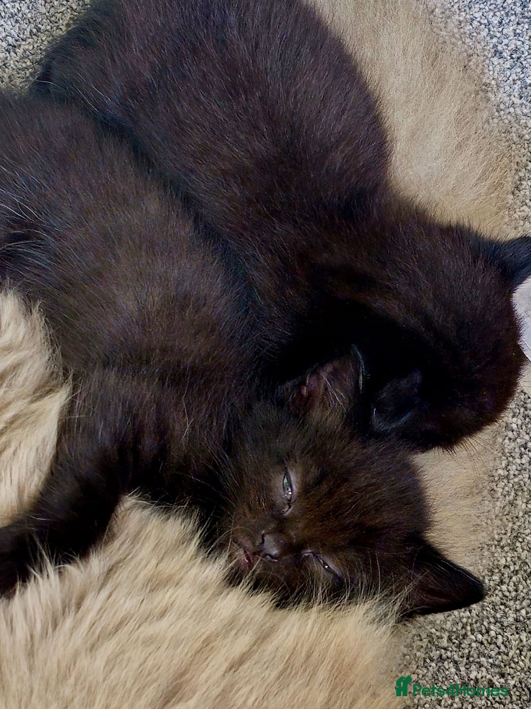 Mixed Breed cats for sale: Scottish Fold Mix Kittens –Ready 16th August 🐾 - Image 14