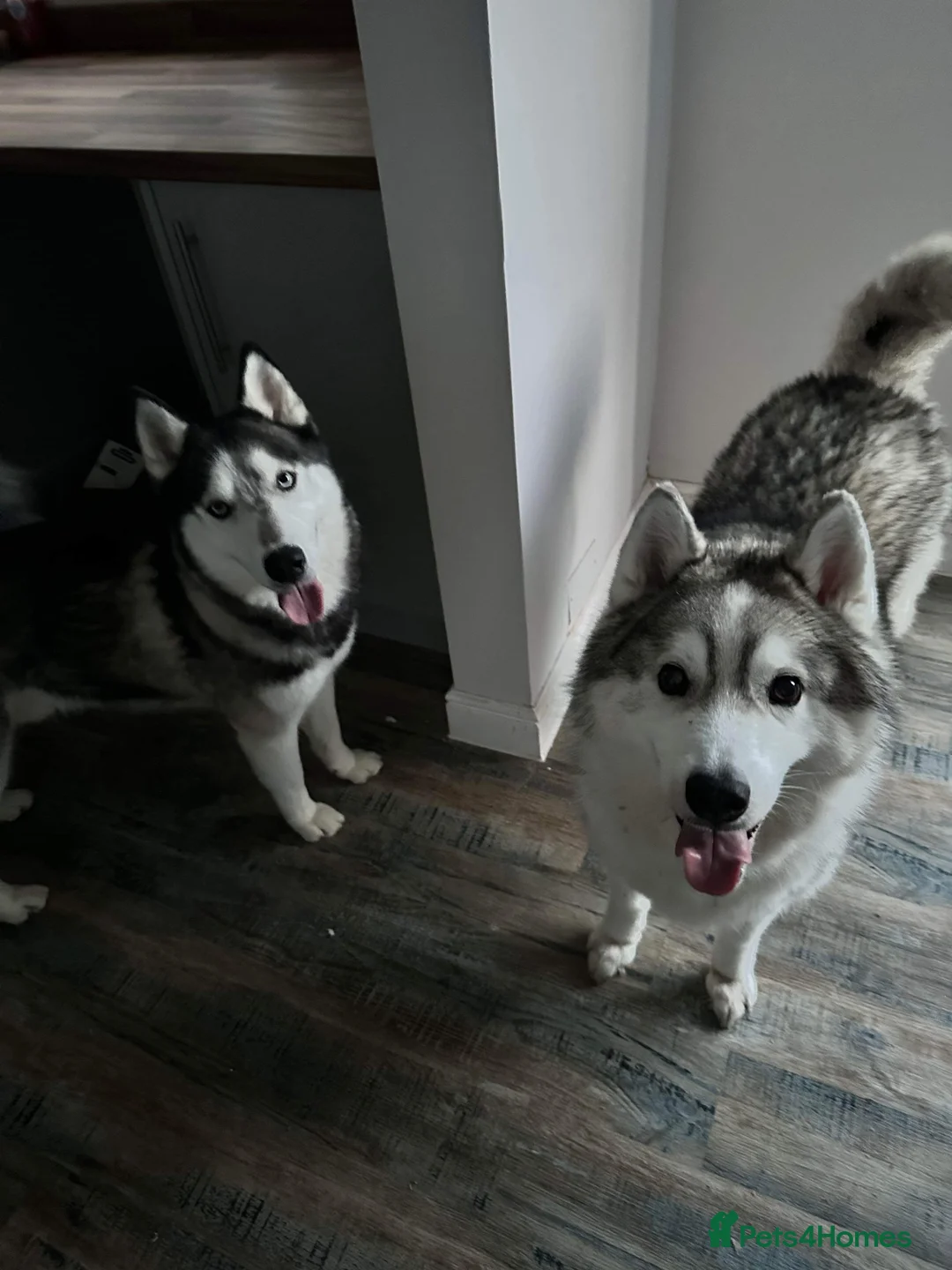 Utonagan dogs for sale: Two very loving dogs  - Advert 2