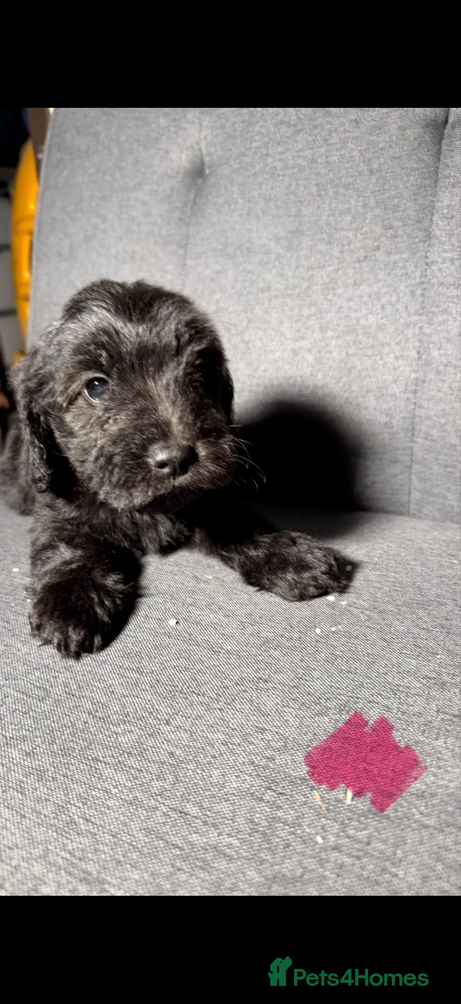 Cockapoo dogs 3 stunning cockerpoo puppies left 2 girls, 1 boy.  - Advert 1