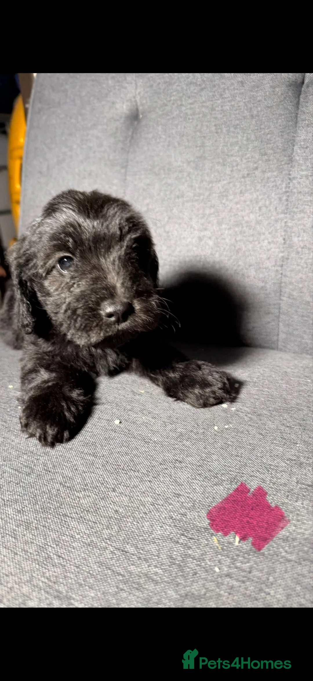 Cockapoo dogs for sale: 3 stunning cockerpoo puppies left 2 girls, 1 boy.  - Advert 1