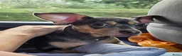Dachshund dogs for sale: French bulldog + Dachshound Cross  - Advert 1