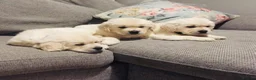 Golden Retriever dogs for sale: CHUNKY STUNNING GOLDEN RETRIEVER PUPPIES  in Glossop - Advert 3
