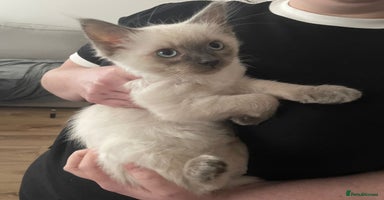 Ragdoll cats - Advert 10