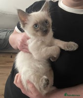 Ragdoll cats - Advert 10