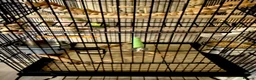 Budgerigars birds for sale: SUPER SILLY TAME BUDGIES FOR SALE WITH CAGE in Solihull - Advert 12