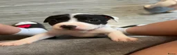 Staffordshire Bull Terrier dogs for sale: Staff puppies in Bristol - Advert 16