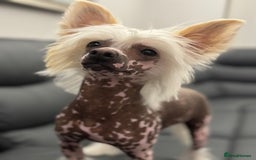 Chinese Crested dogs for sale: Chinese crested (DOG) - Image 1