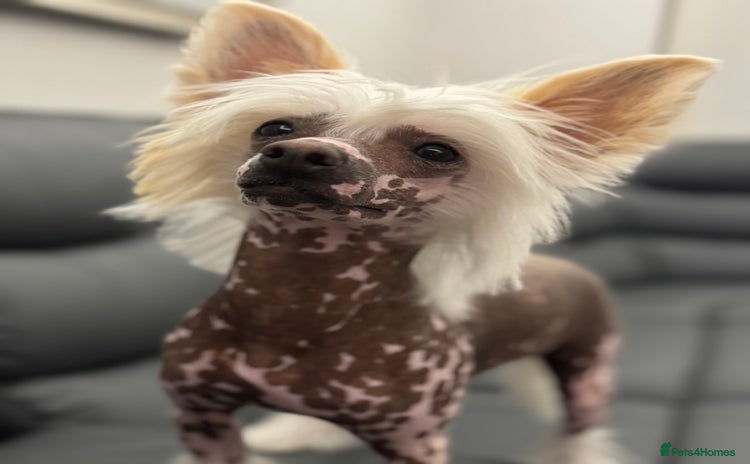 Chinese Crested dogs - Advert 1