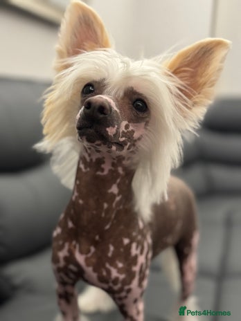 Chinese Crested dogs - Advert 1