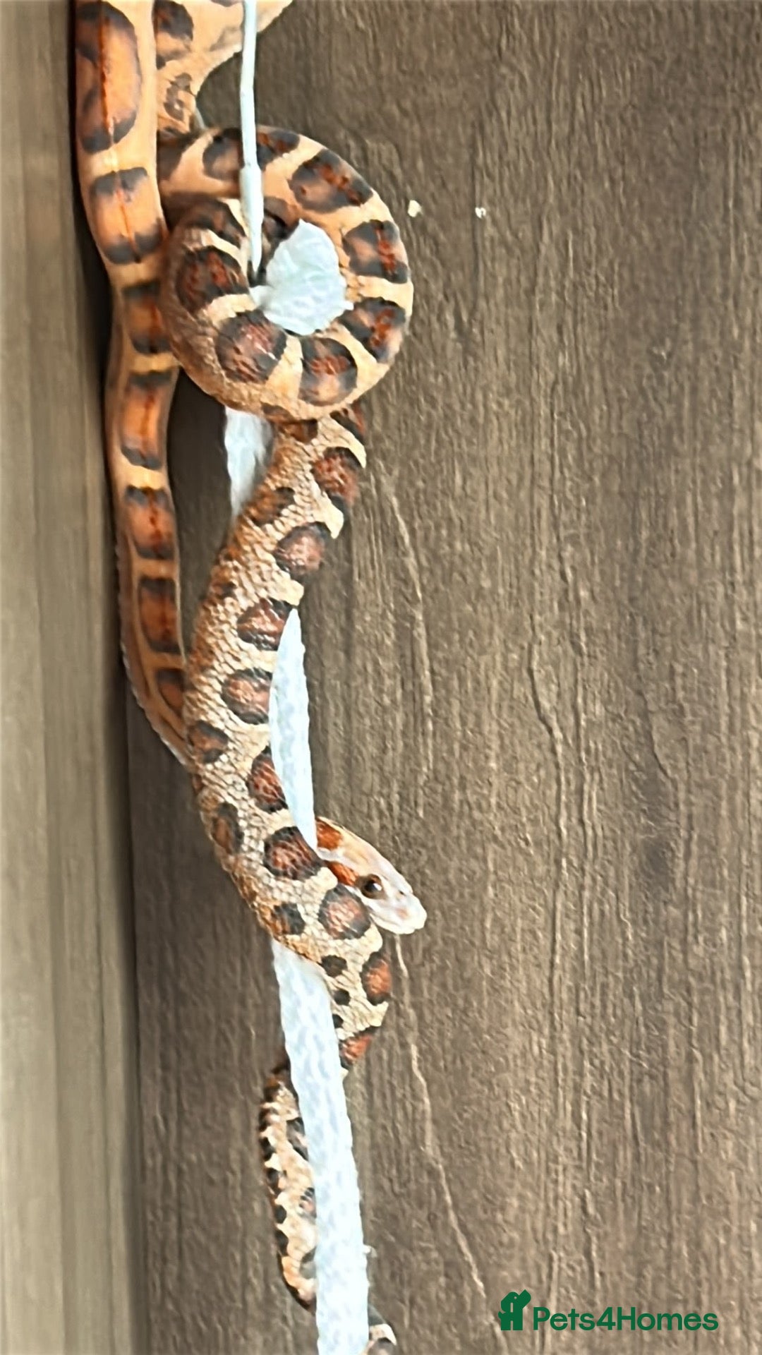 Corn Snake reptiles Red corn snake  - Advert 1