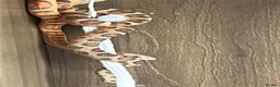 Corn Snake reptiles for sale: Red corn snake  in Oldham - Advert 1