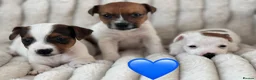 Jack Russell dogs for sale: Smooth coated tan and white jack russels  - Advert 2