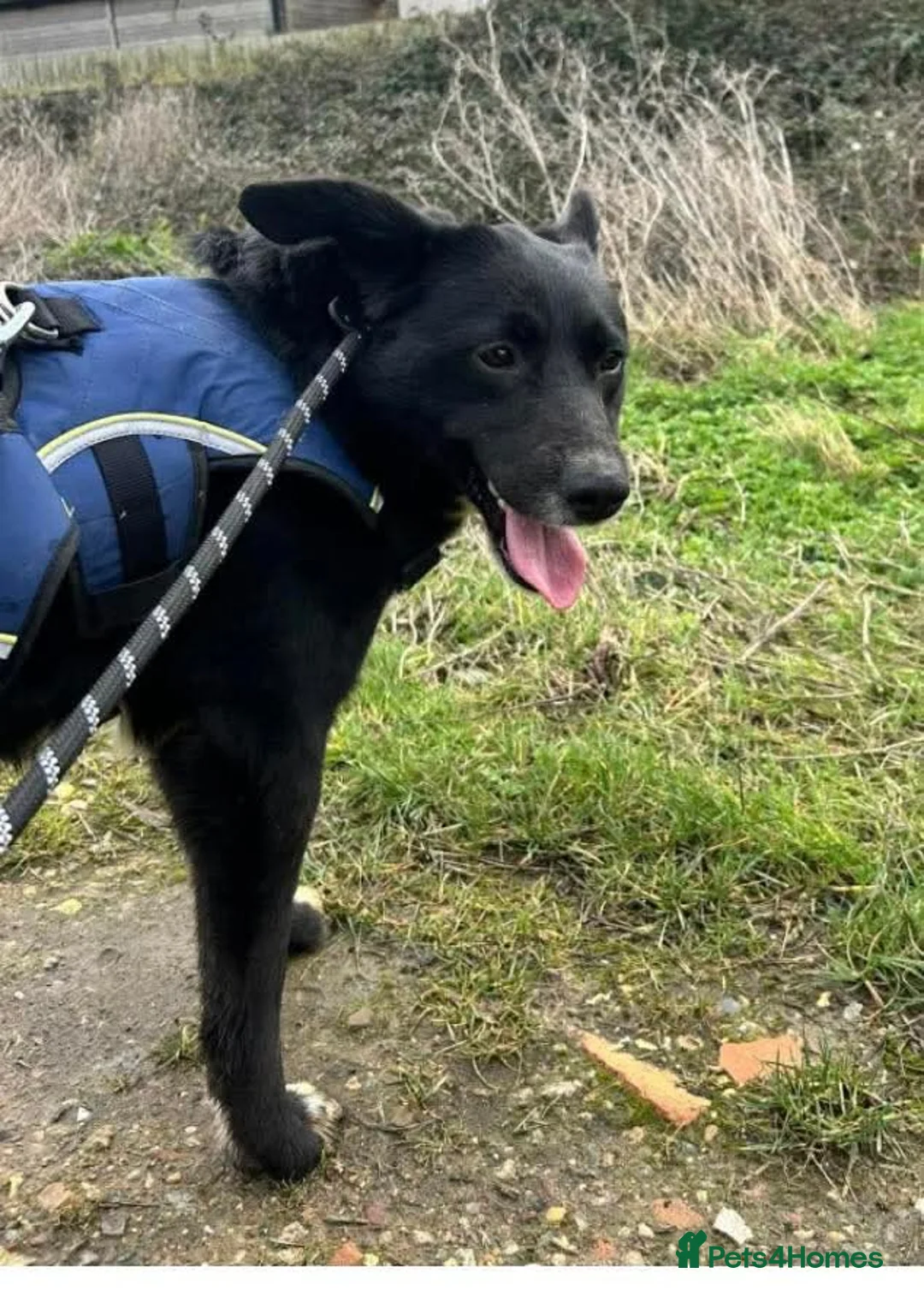 Mixed Breed dogs for adoption: Meet Peaches, currently residing in Essex  in Frinton-on-Sea - Advert 2