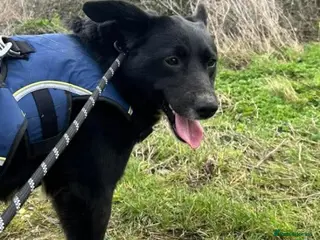 Mixed Breed dogs Meet Peaches, currently residing in Essex - Advert 17