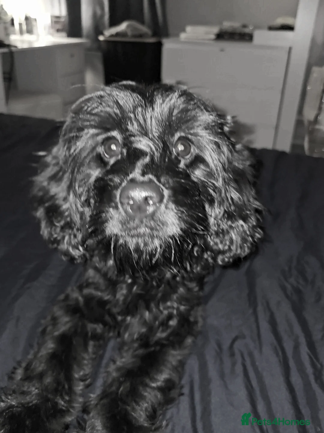 Mixed Breed dogs for sale: Frankie needs a permanent home!! - Advert 2