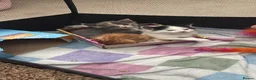 Mixed Breed cats for sale: Blue and cream tortie female kitten  - Advert 2