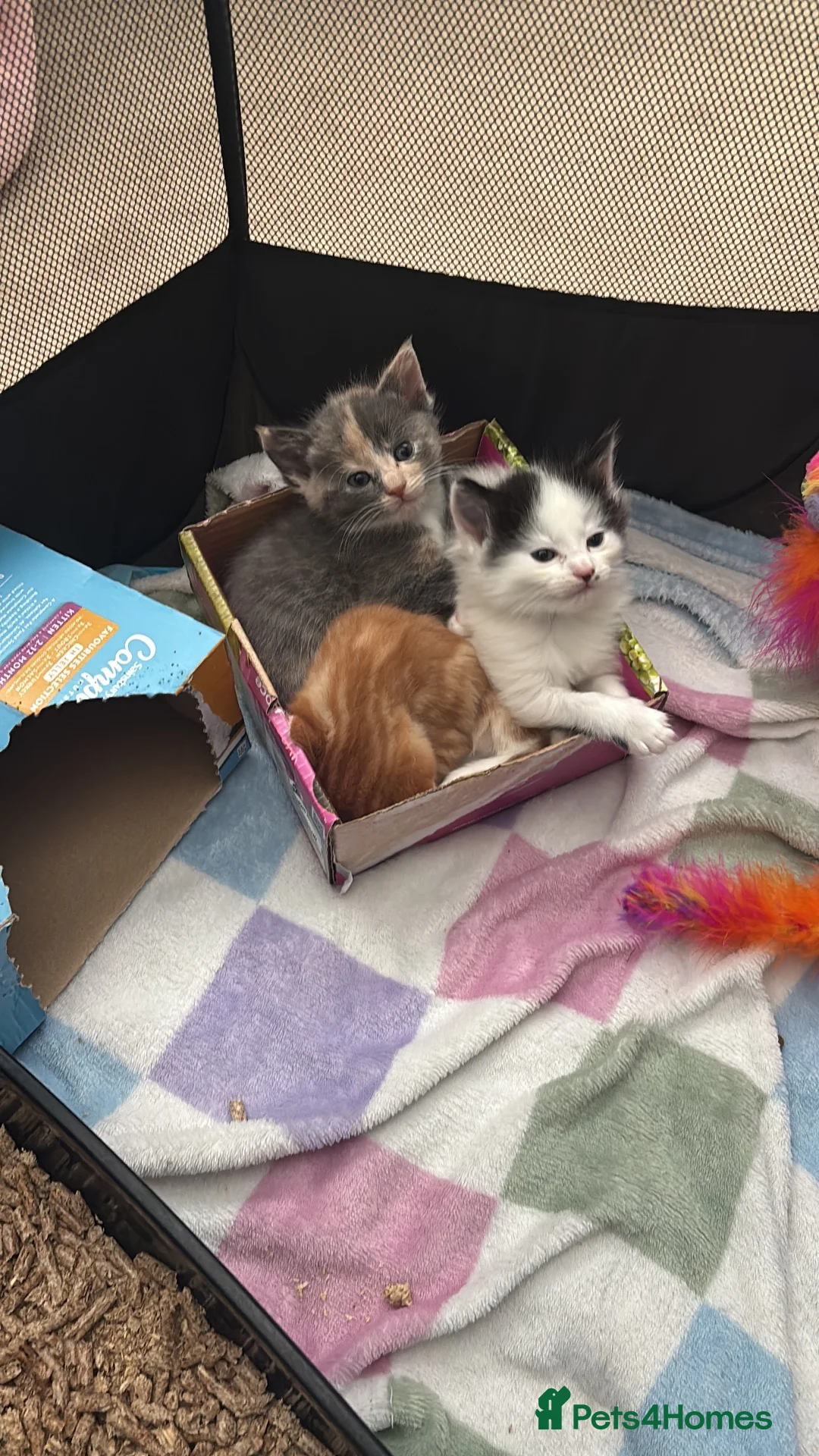 Mixed Breed cats for sale: Blue and cream tortie female kitten  - Advert 2