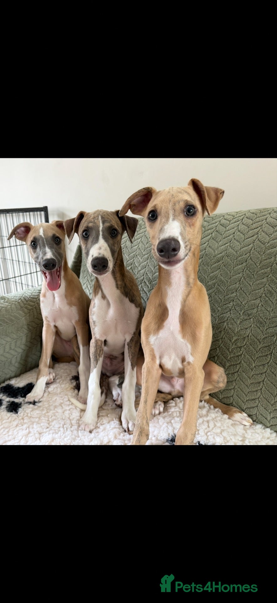 Whippet dogs 3 Lovely whippet boys💙 - Advert 1