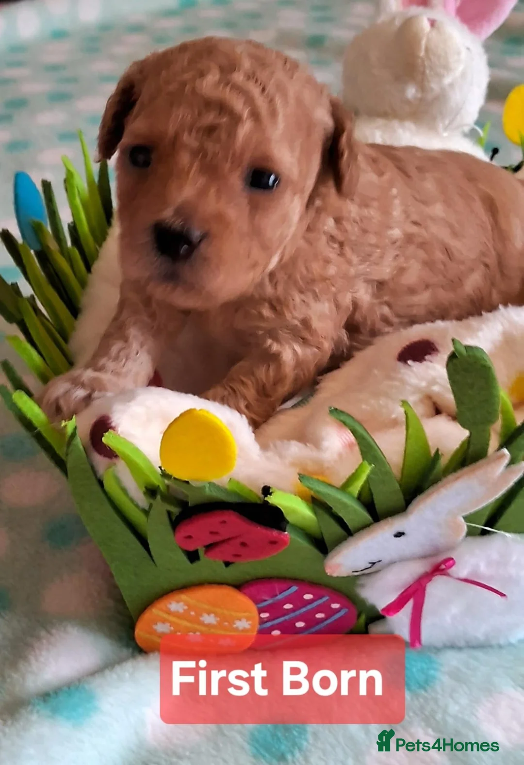 Toy Poodle dogs for sale: Toy Poodles, Half Asian in Norfolk - Advert 1
