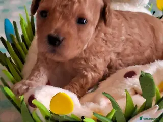 Toy Poodle dogs Toy Poodles, Half Asian in Norfolk - Advert 6