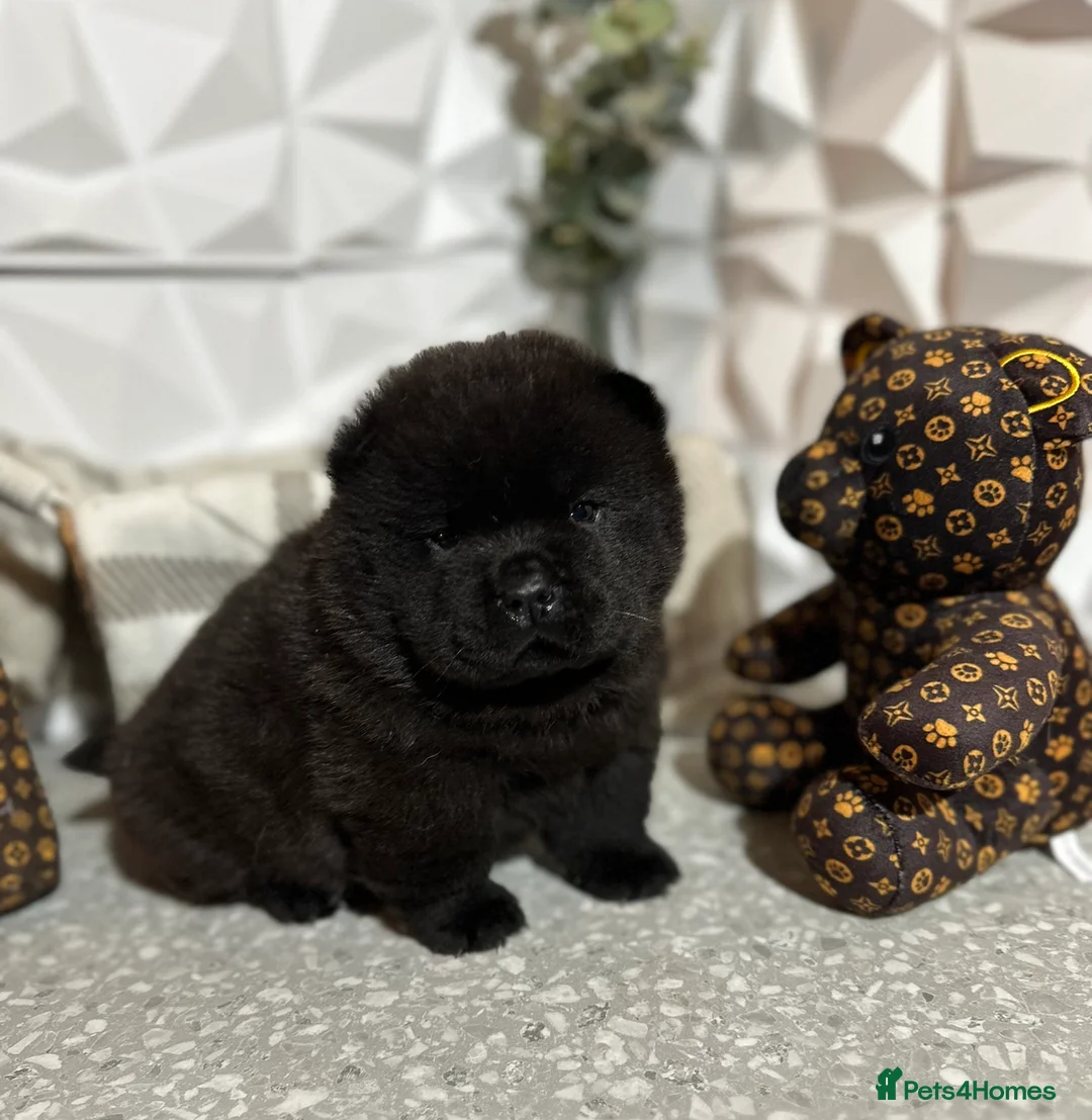 Chow Chow dogs for sale: 4 stunning pedigree chow chow puppies  in Walsall - Advert 9