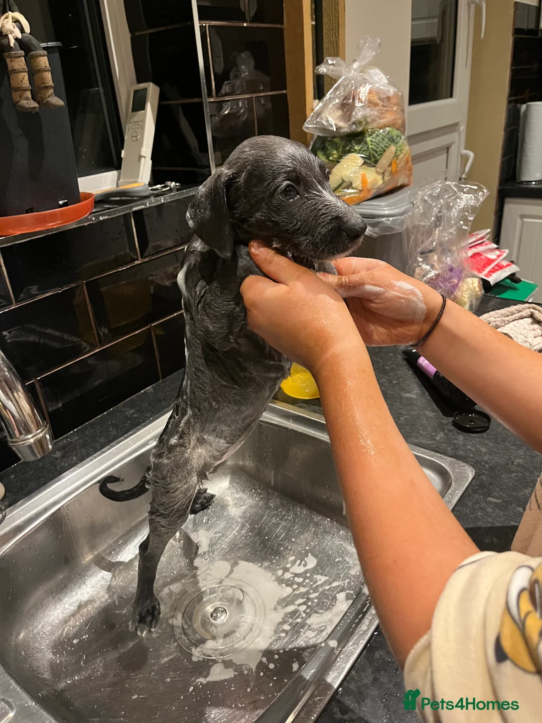 Lurcher dogs for sale: Bedlington Whippet pups for sale - Advert 19