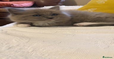 Ragdoll cats Tica reg Cherubim Ragdoll bonded siblings. Male.  - Advert 5