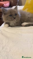 Ragdoll cats Tica reg Cherubim Ragdoll bonded siblings. Male. - Advert 6